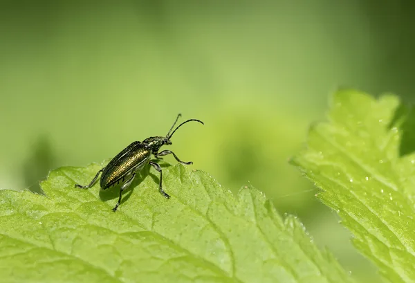 090525_8055 Donacia Simplex