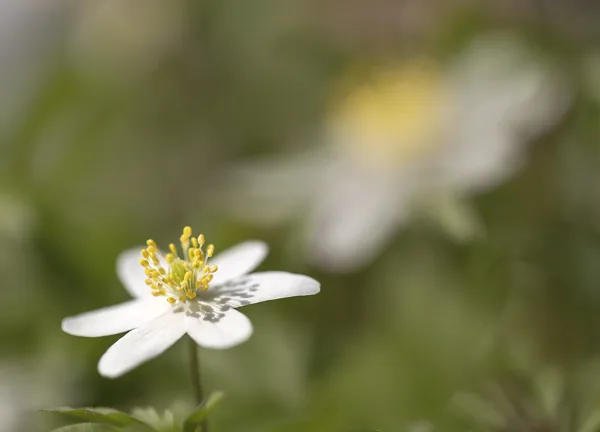 09mrt2026_5606 kopie