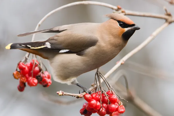 pestvogel (10)definitief
