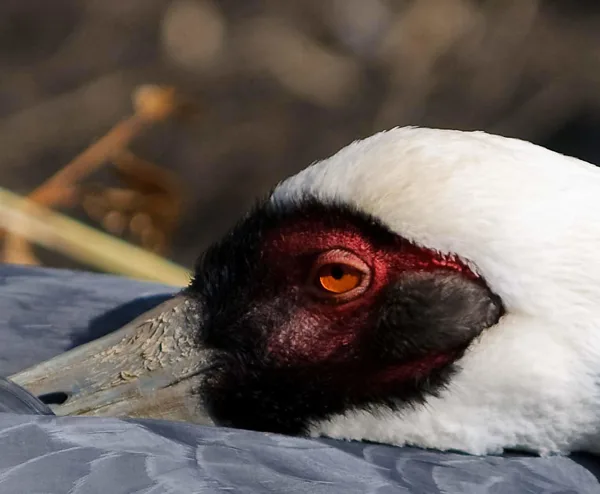 090317-NIKON D300-70.0-200.0 mm f-2.8-2_DxO