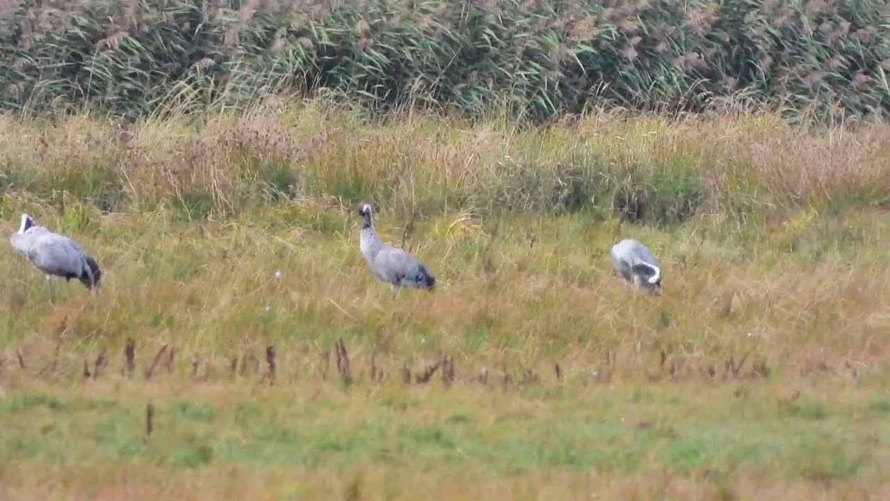 260907_Kraanvogels_DSCN6638