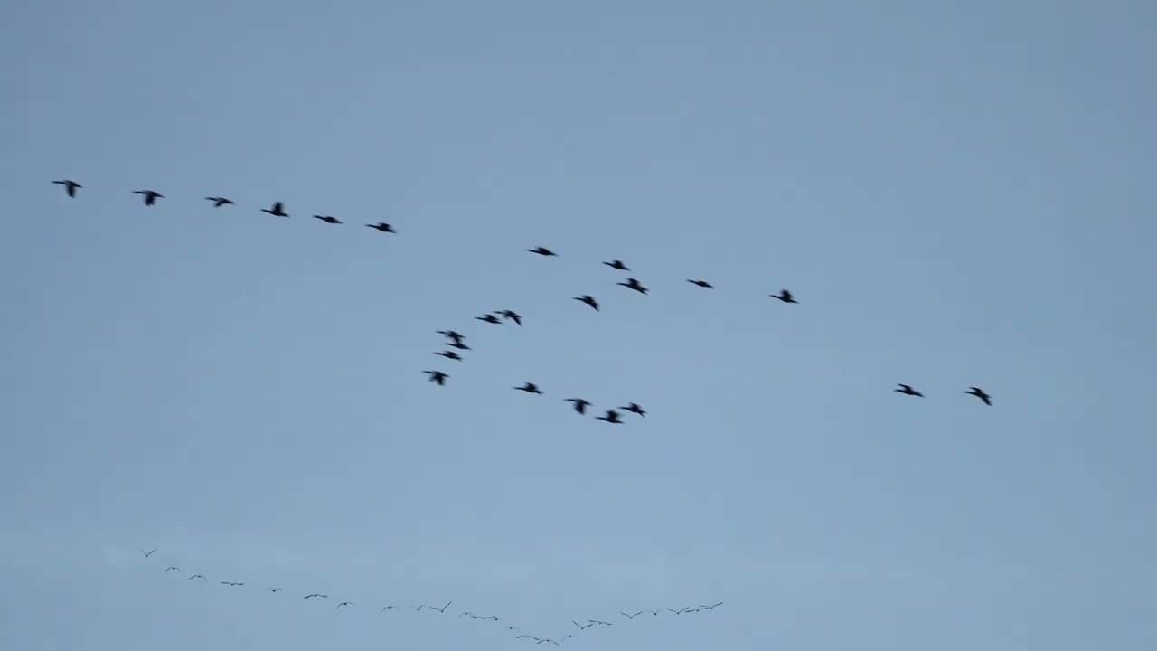 260907_Kraanvogels_C0013