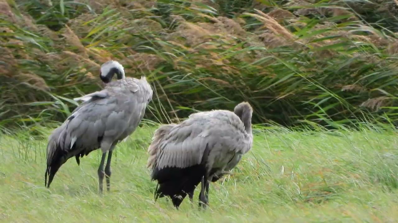 260906_Kraanvogels2_DSCN6445