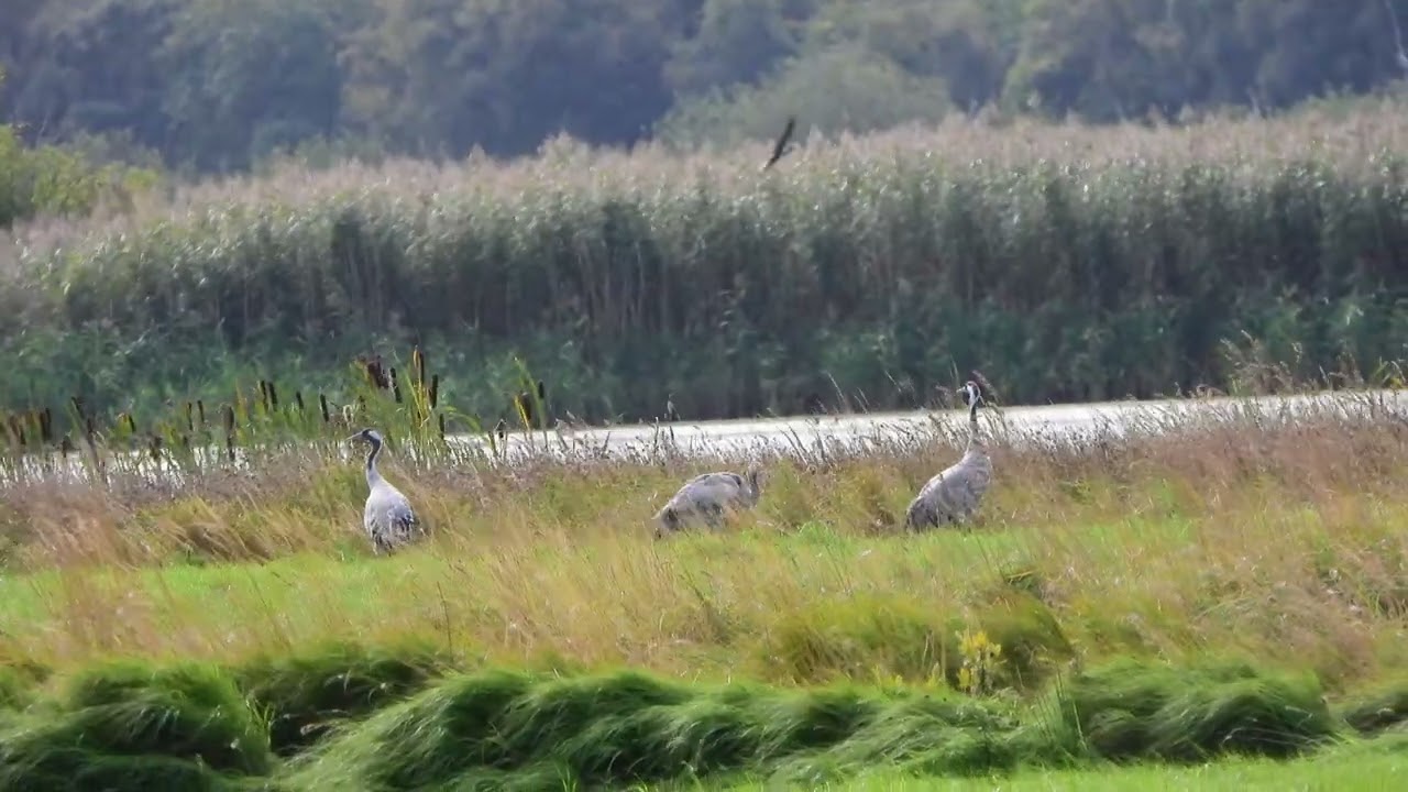 260907_Kraanvogels_DSCN6637