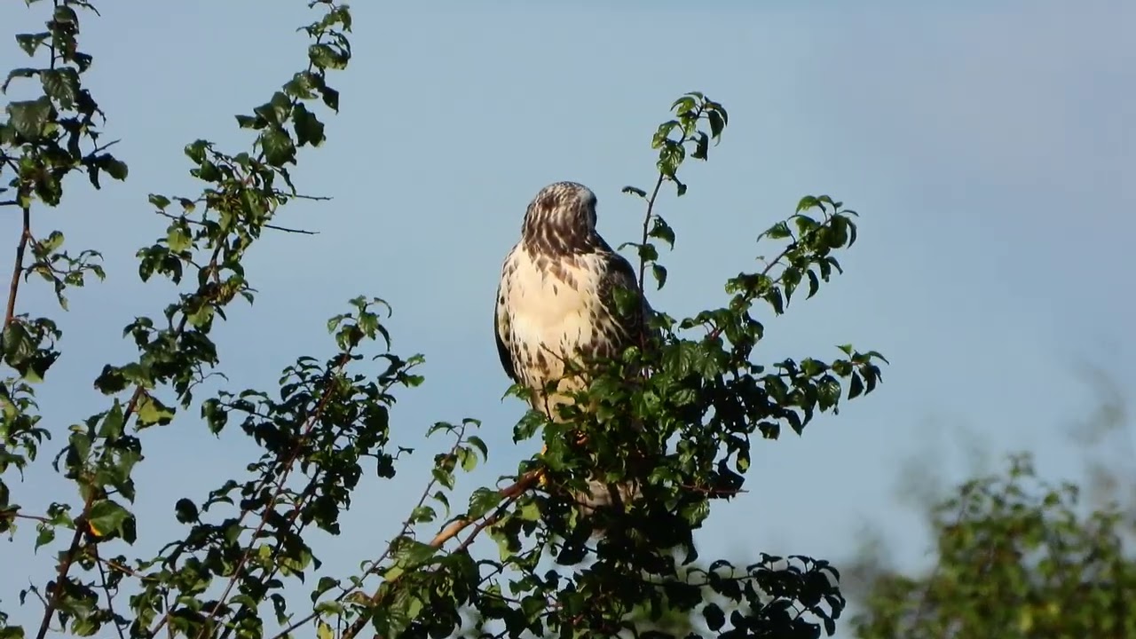 260910_Buizerd_DSCN6945