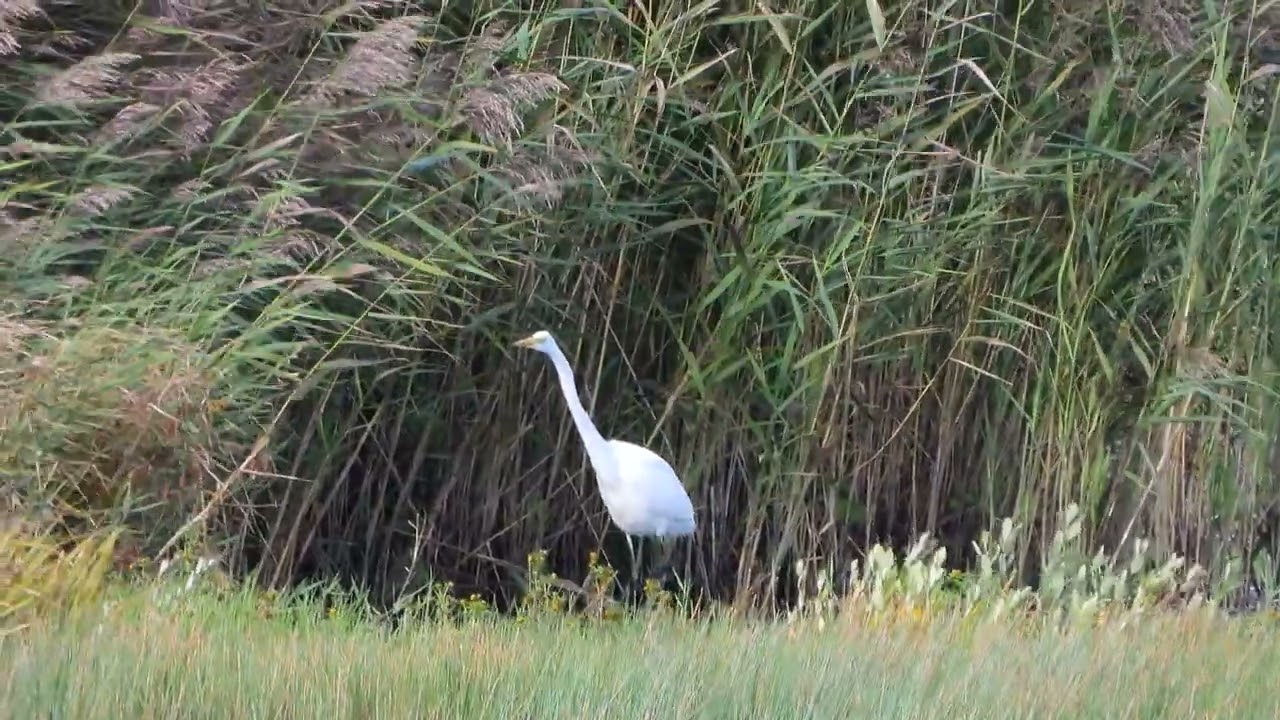 260909_Zilverreiger_DSCN6812