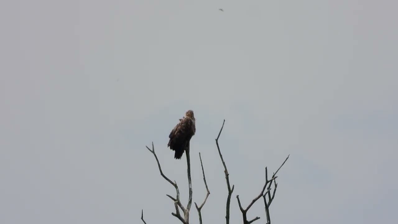 260908_Zeearend_DSCN6655