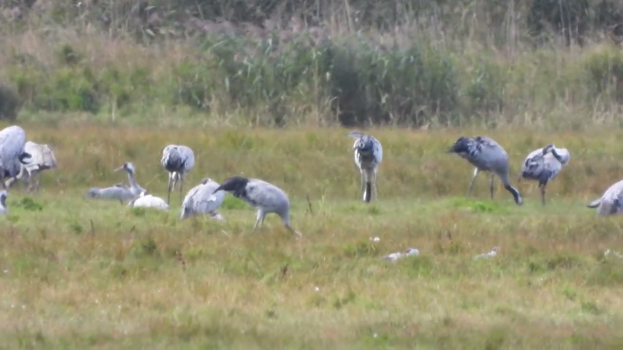 260906_Kraanvogels_DSCN6368