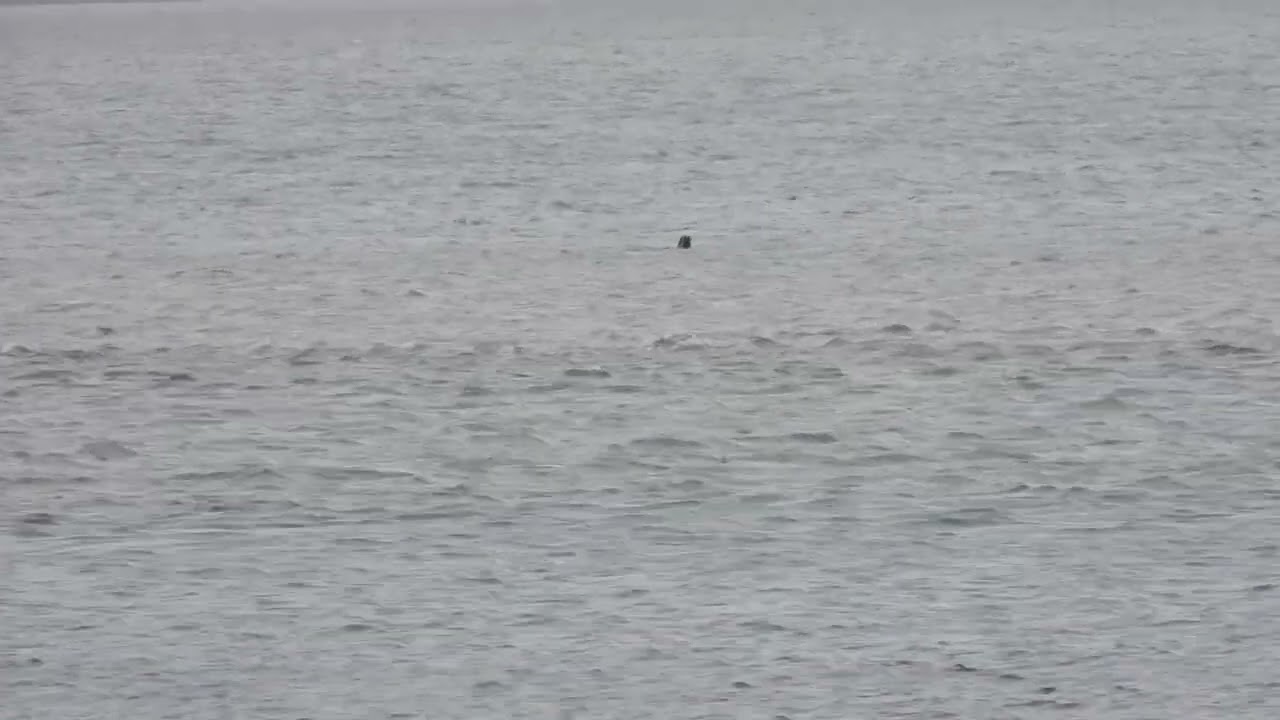 260915_Zeehonden_DSCN7555