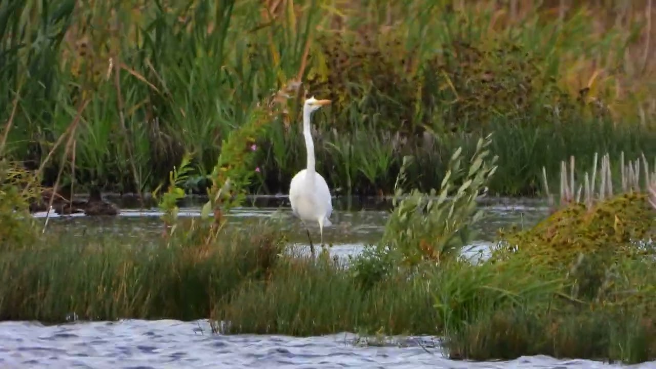 260909_Zilverreiger_DSCN6813