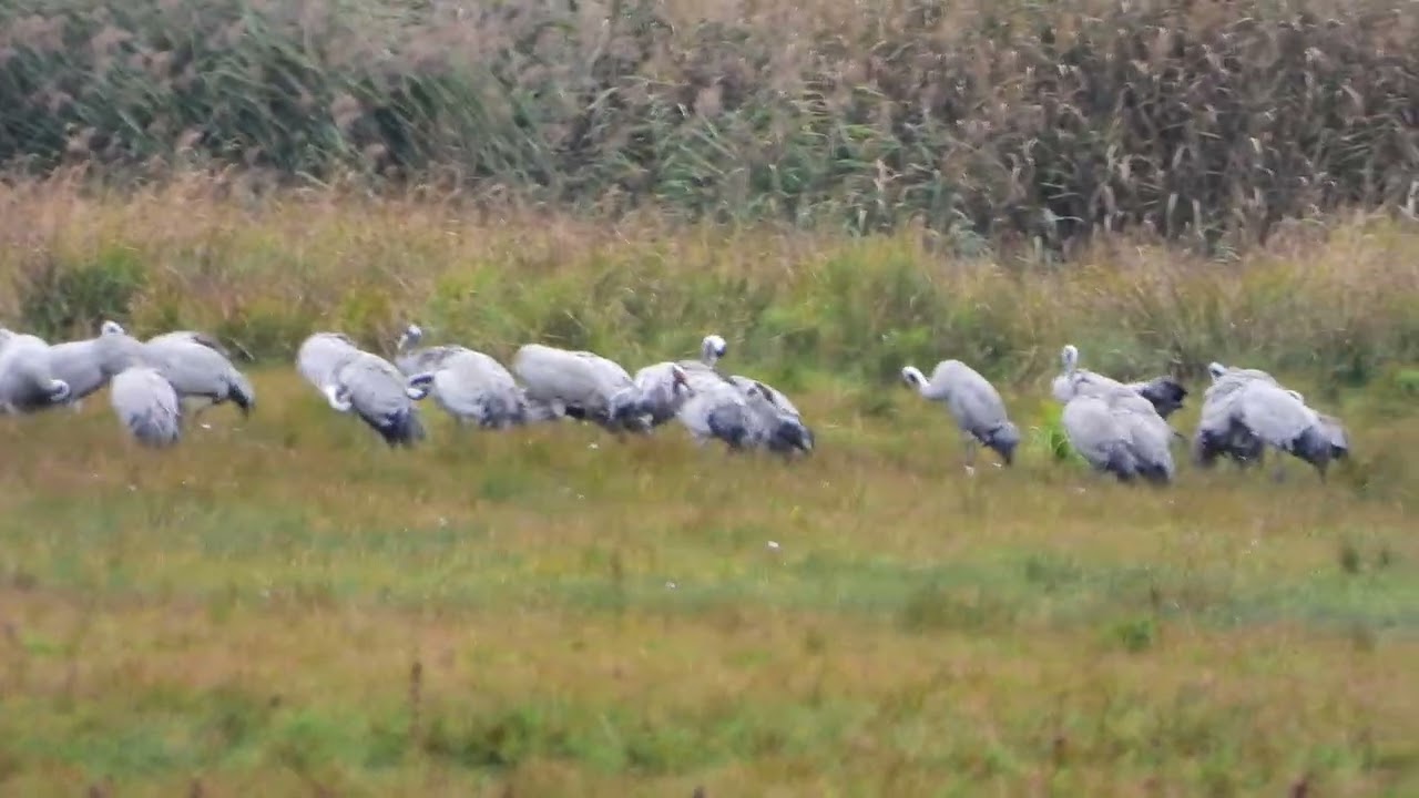 260908_Kraanvogels_DSCN6772