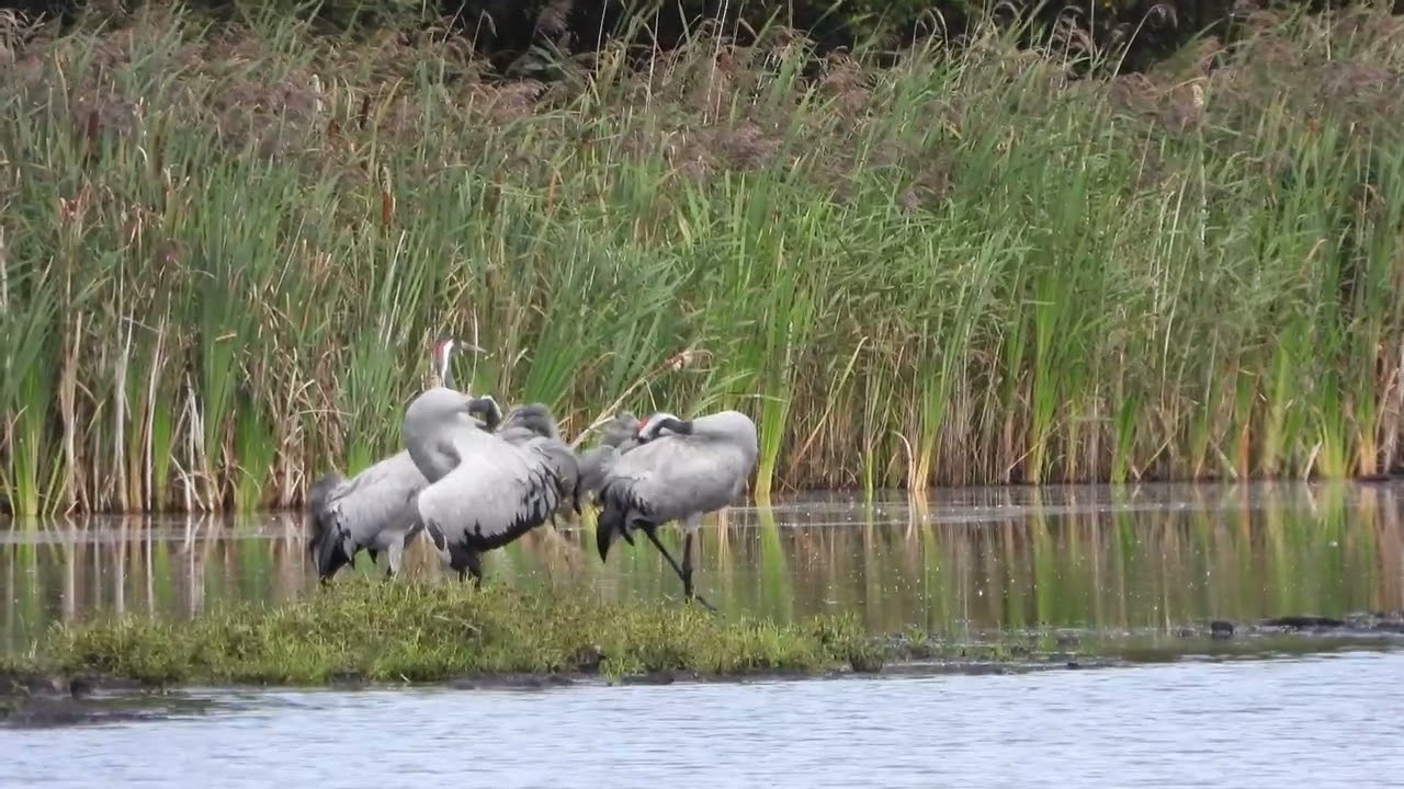 260908_Kraanvogels_DSCN6689