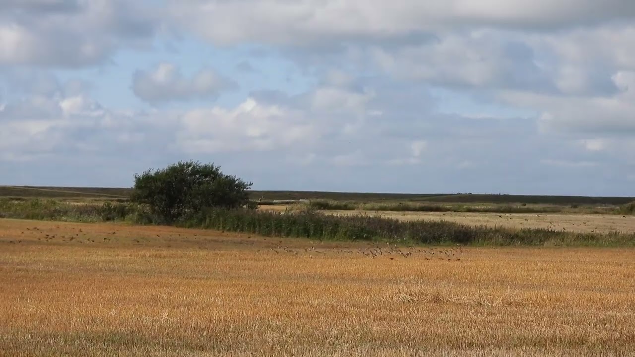 Spreeuwen