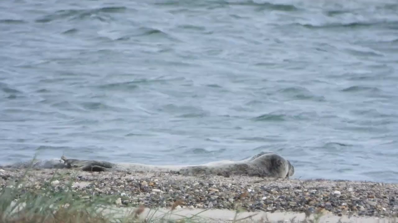 260913_Zeehonden_DSCN7204