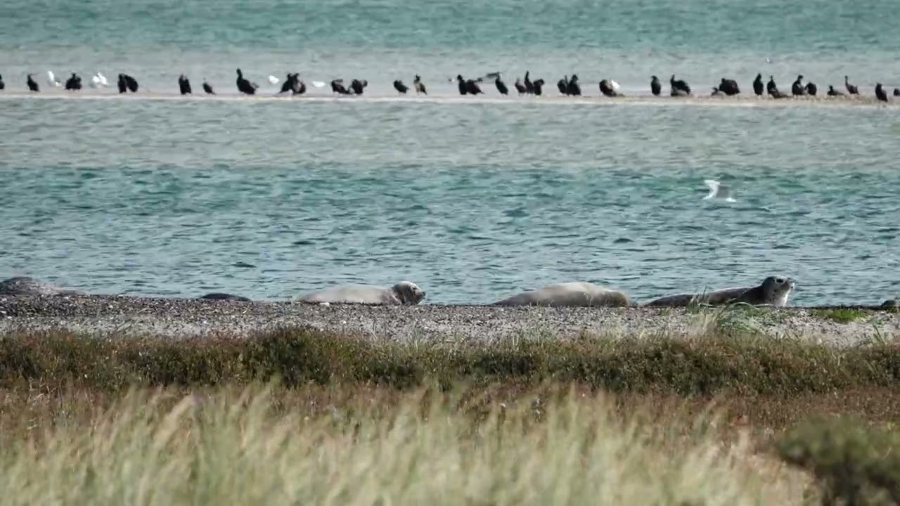 260913_Zeehonden_C0026