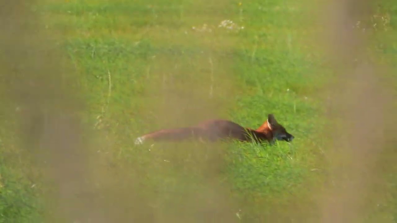 260910_Vos_DSCN6937