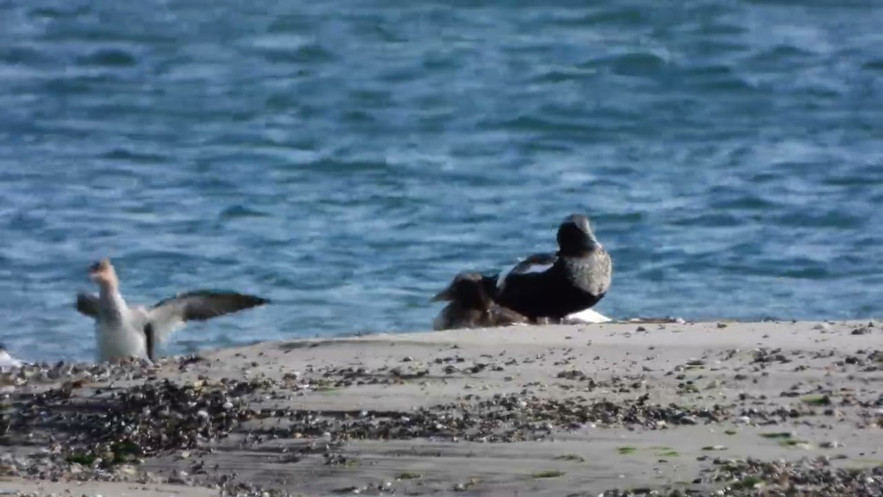 260913_Eiders met zaagbek_DSCN7144