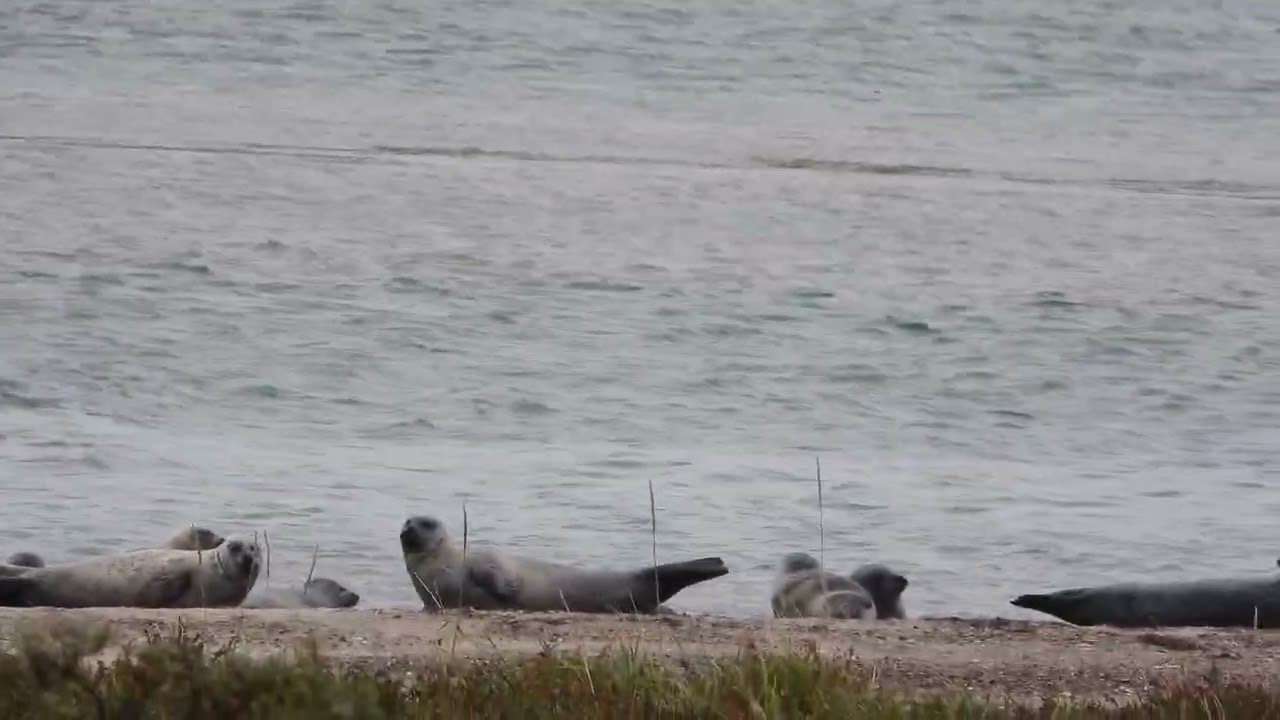 260917_Zeehonden_DSCN7736