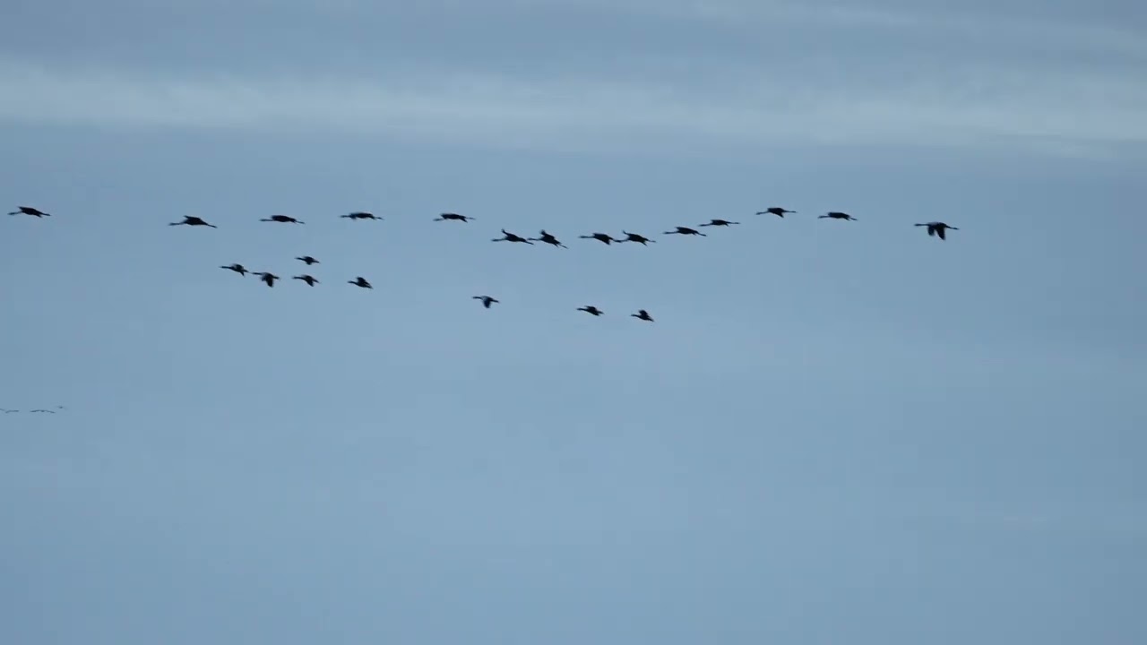 260907_Kraanvogels_C0014