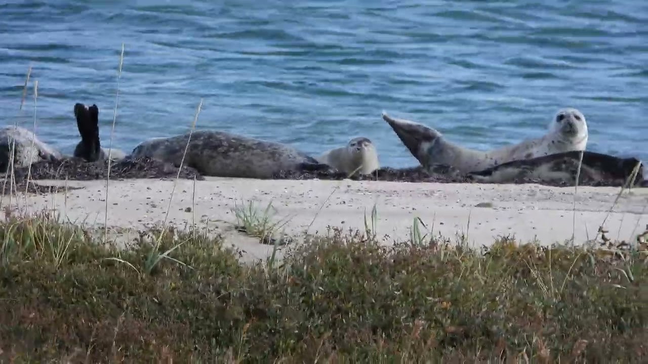 260913_Zeehonden_DSCN7213