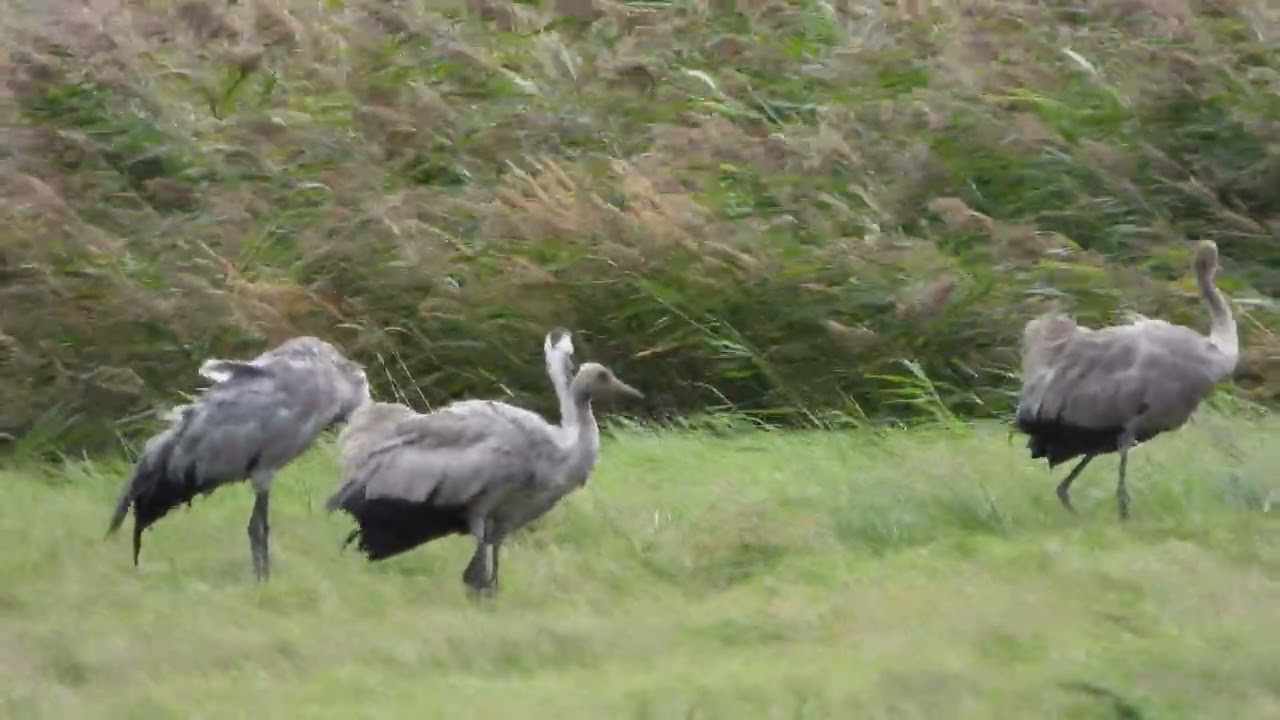 260906_Kraanvogels2_DSCN6467