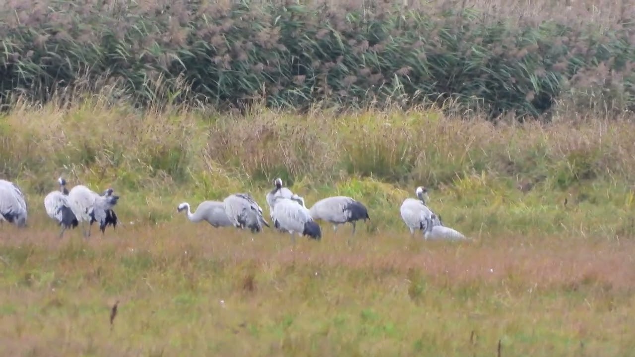 260908_Kraanvogels_DSCN6680