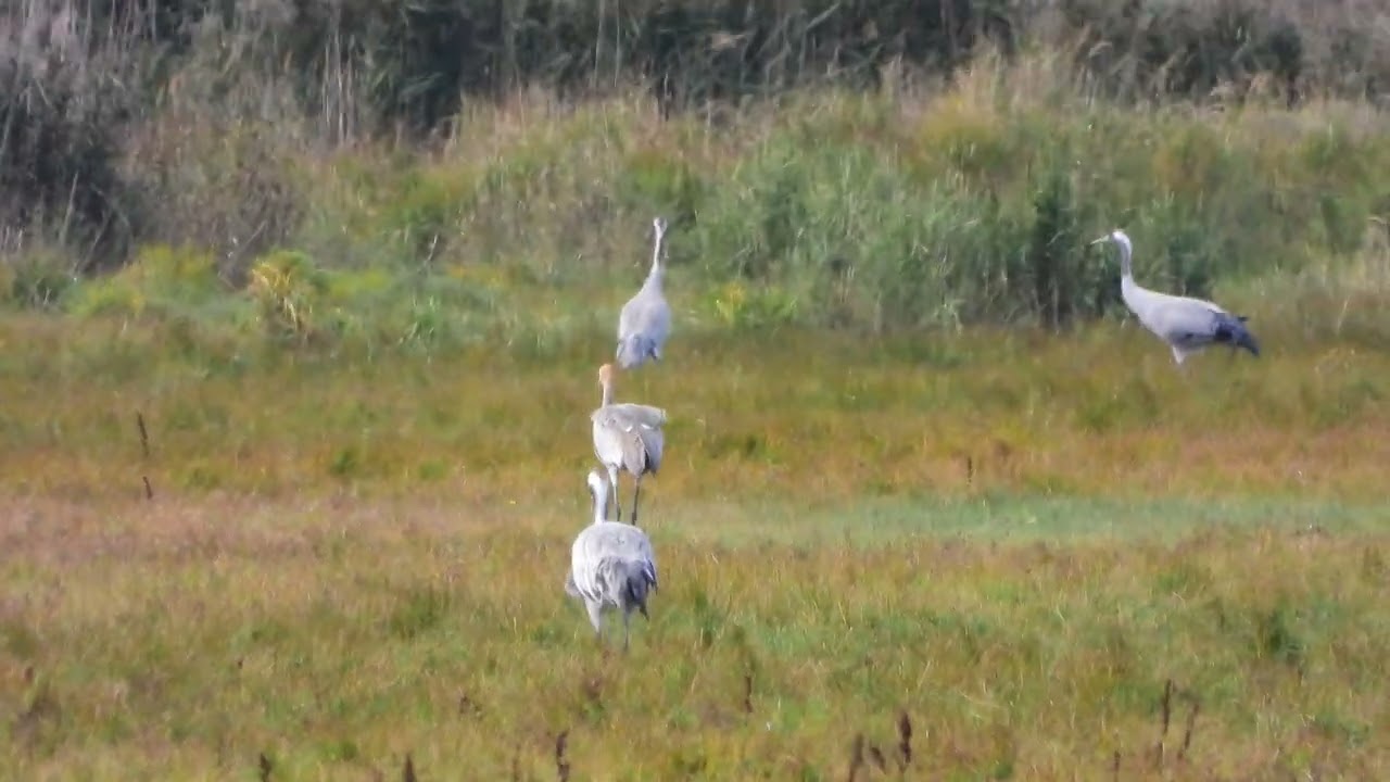 260906_Kraanvogels_DSCN6404