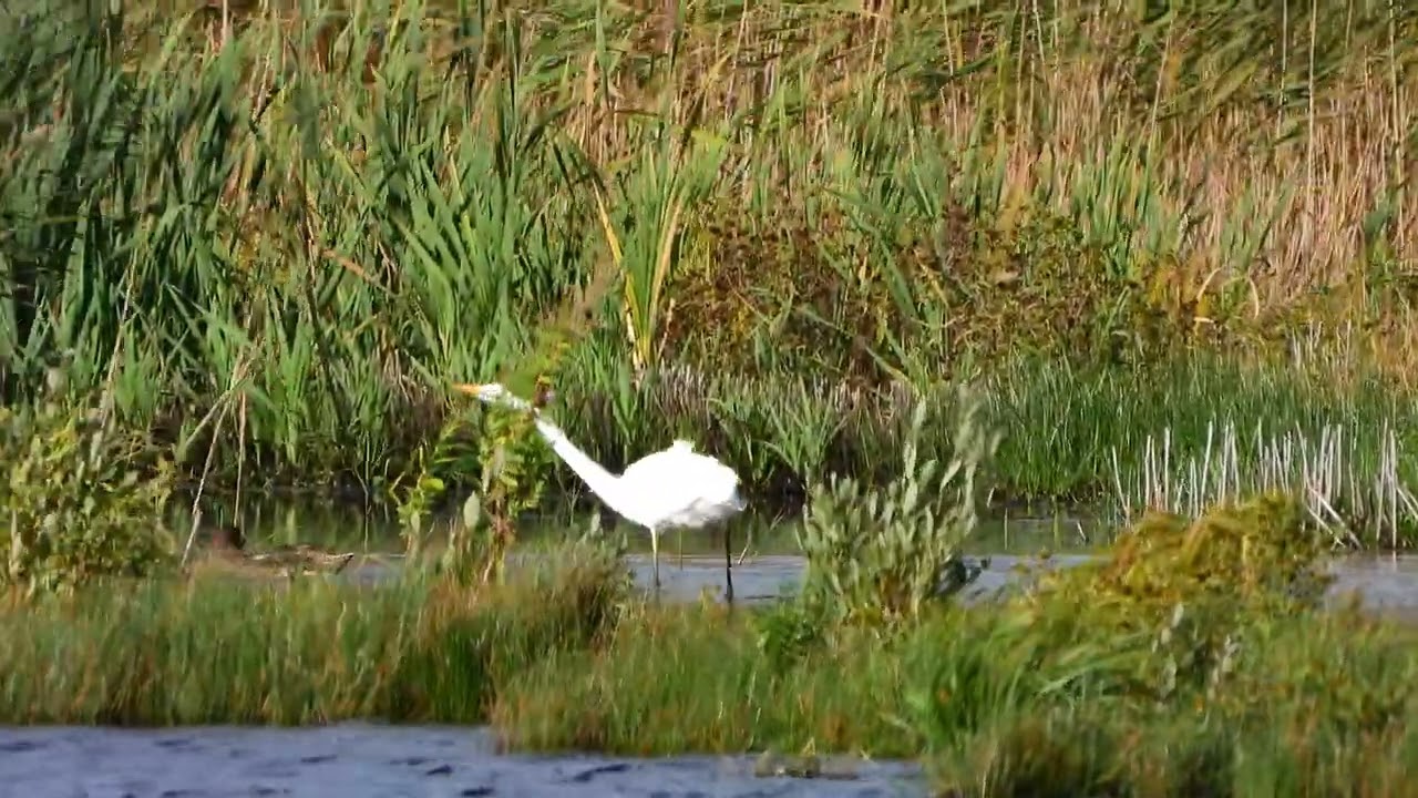 260909_Zilverreiger_DSCN6811