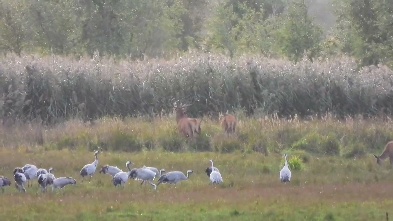 260909_Kraanvogels en herten_DSCN6860
