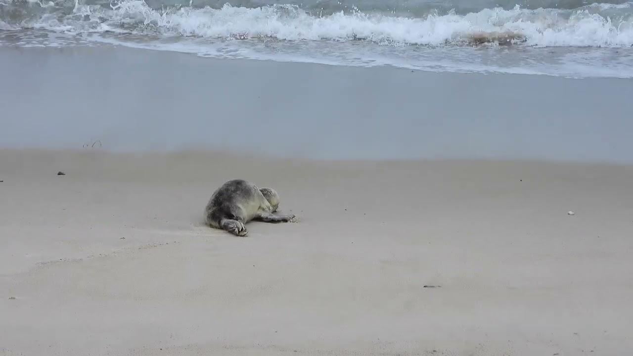 260914_Zeehond_DSCN7300