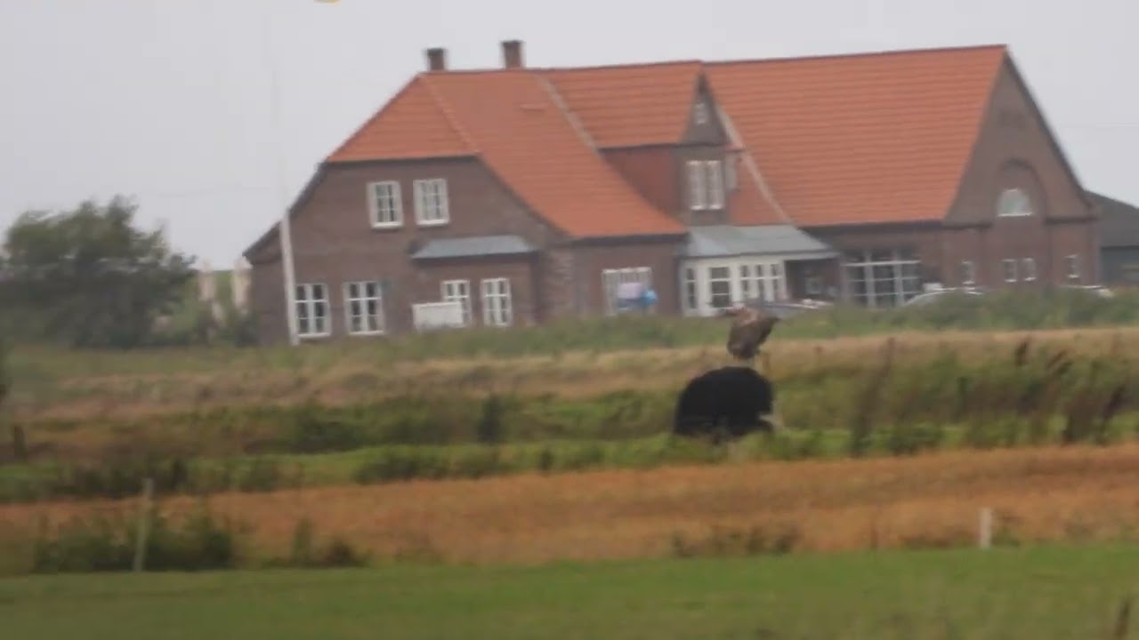 260904_Zeearend_DSCN6290