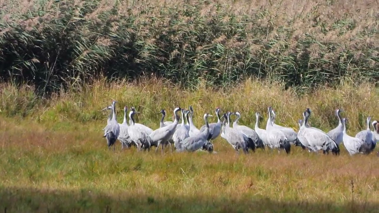 260909_Kraanvogels_DSCN6783