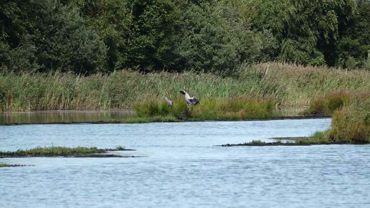 260908_Dansende kraanvogels_C0020