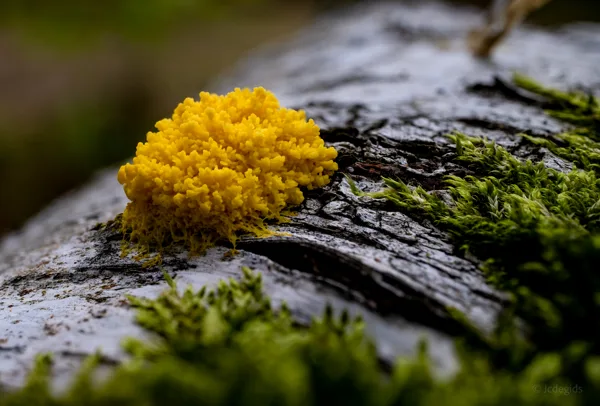 Paddenstoelen