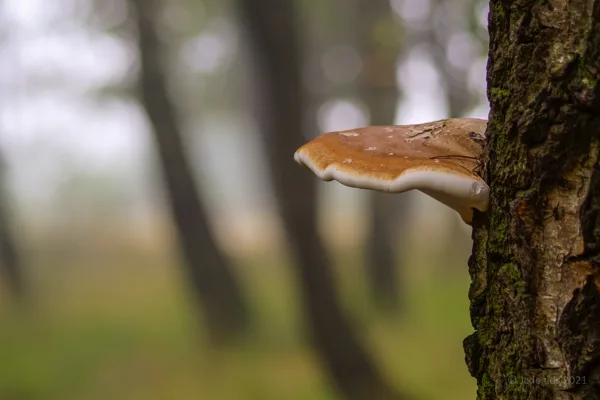 Bossen en Bomen