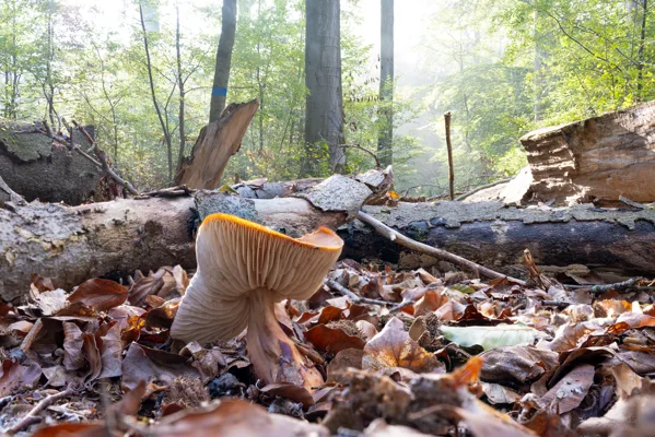 Paddenstoelen