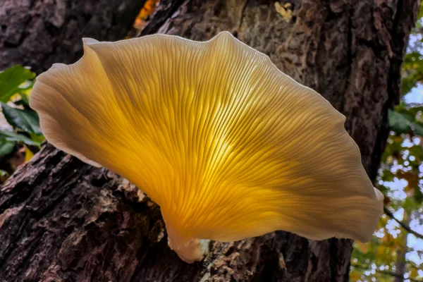 Paddenstoelen