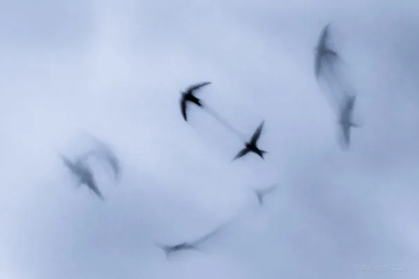 Fotogalerij - IB-Creatieve en abstracte natuurfotografie
