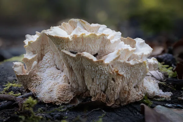Paddenstoelen