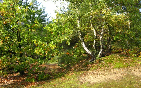 Foto