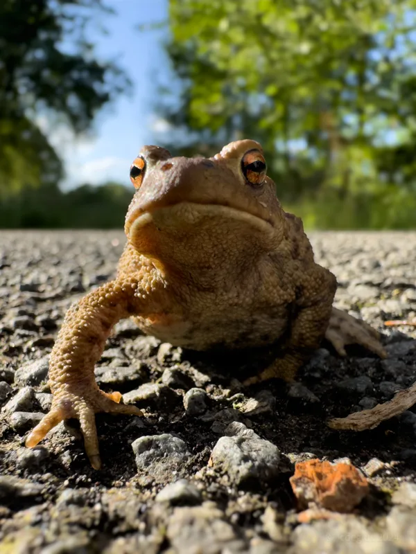 Foto