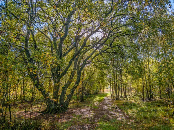 Bossen en Bomen